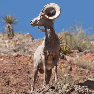 Wildlife
